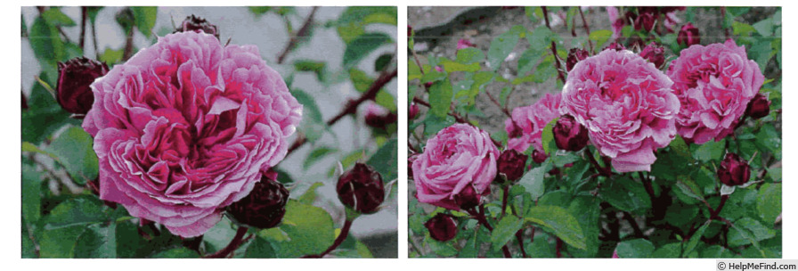 'Red Shadow (shrub, Mochizuki, 2019)' rose photo