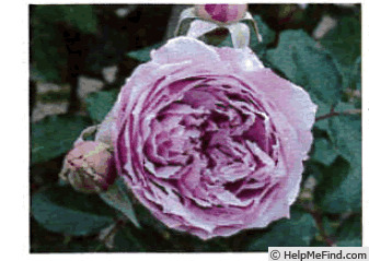 'KIM-I-363' rose photo