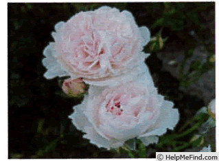 'FKS-348' rose photo