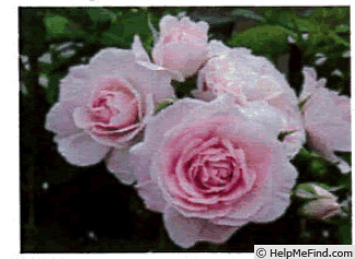 'Conway™' rose photo