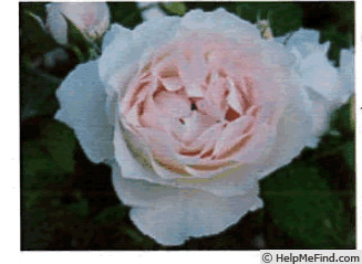 '1-58' rose photo