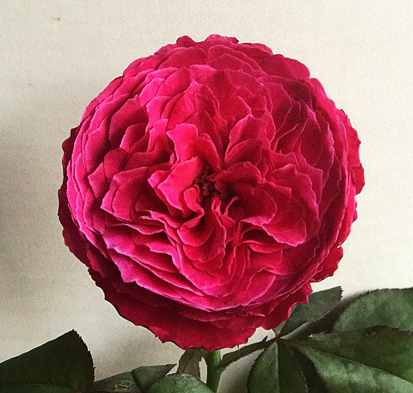 'Yuzen (hybrid tea, Keiji, 2010)' rose, click to enlarge 'Yuzen (hybrid tea, Keiji, 2010)' rose photo