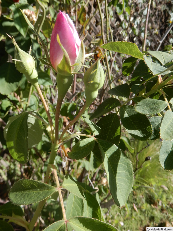 'Tina Marie' rose photo