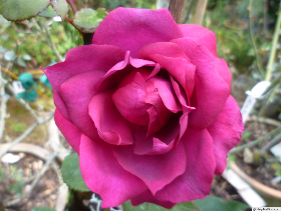 'Virlouis' rose photo