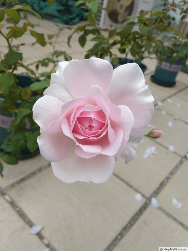 'Misaki (shrub, Keiji, 2007)' rose photo