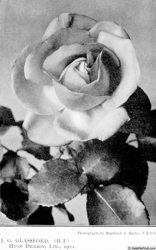 'J. G. Glassford' rose photo