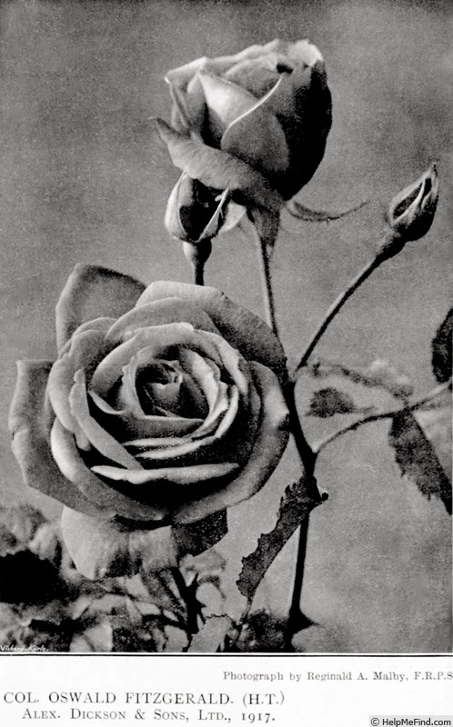 'Col. Oswald Fitzgerald' rose photo