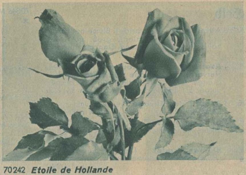 'Étoile de Hollande' rose photo