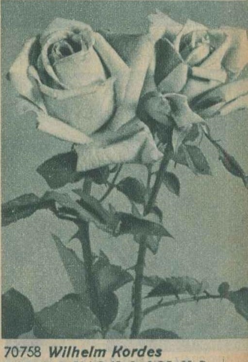 'Wilhelm Kordes (pernetiana, Kordes, 1922)' rose photo
