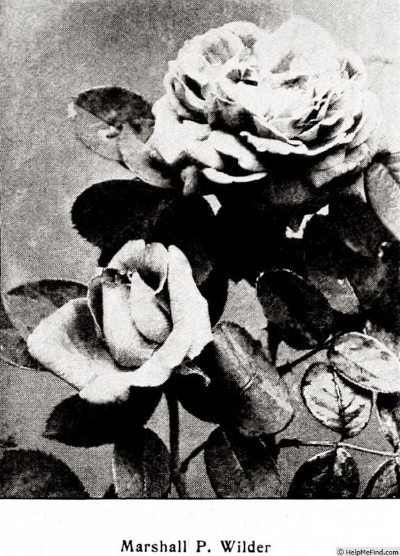 'Marshall P. Wilder (hybrid perpetual, Ellwanger, 1885)' rose photo