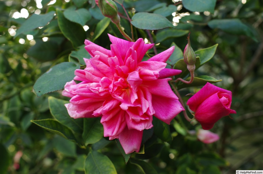 'Dr. Rouges' rose photo