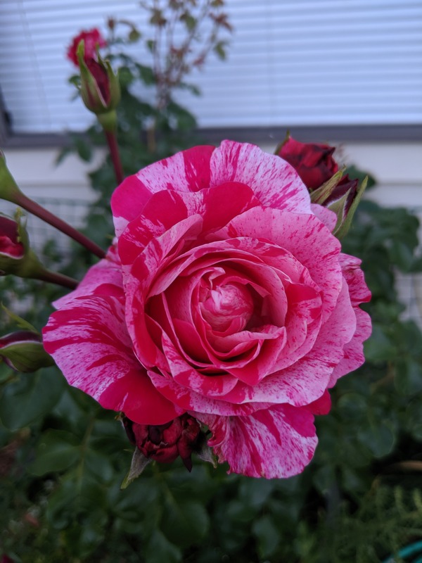 'Raspberry Cream Twirl' rose photo