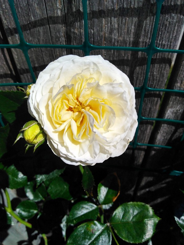 'Clarence House' rose photo