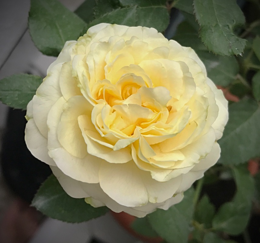 'Kaikyo' rose photo
