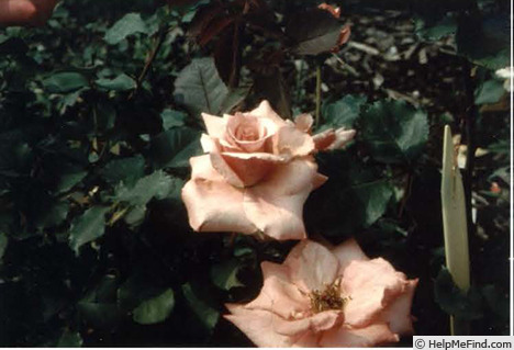 'Kissin' Cousin' rose photo
