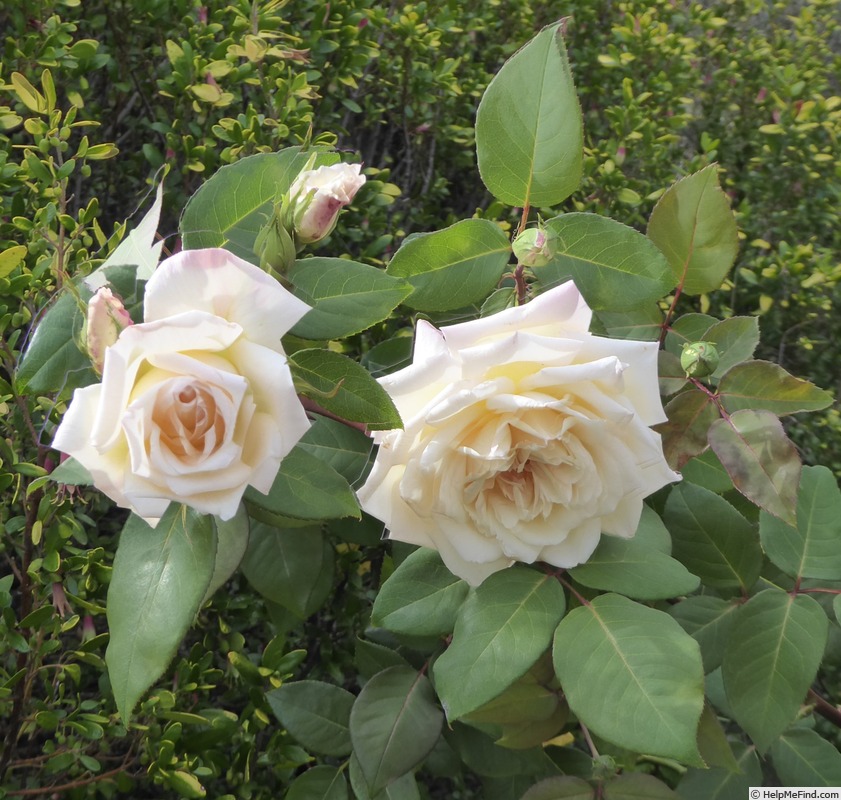 'Mrs. Harold Brocklebank' rose photo