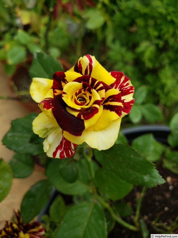 'Simsalabim (florists rose, Kordes, 2002)' rose, click to enlarge 'Simsalabim (florists rose, Kordes, 2002)' rose photo