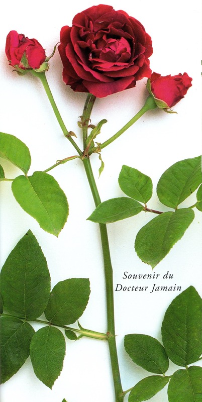'Souvenir du Docteur Jamain (Hybrid Perpetual, Lacharme, 1865)' rose photo