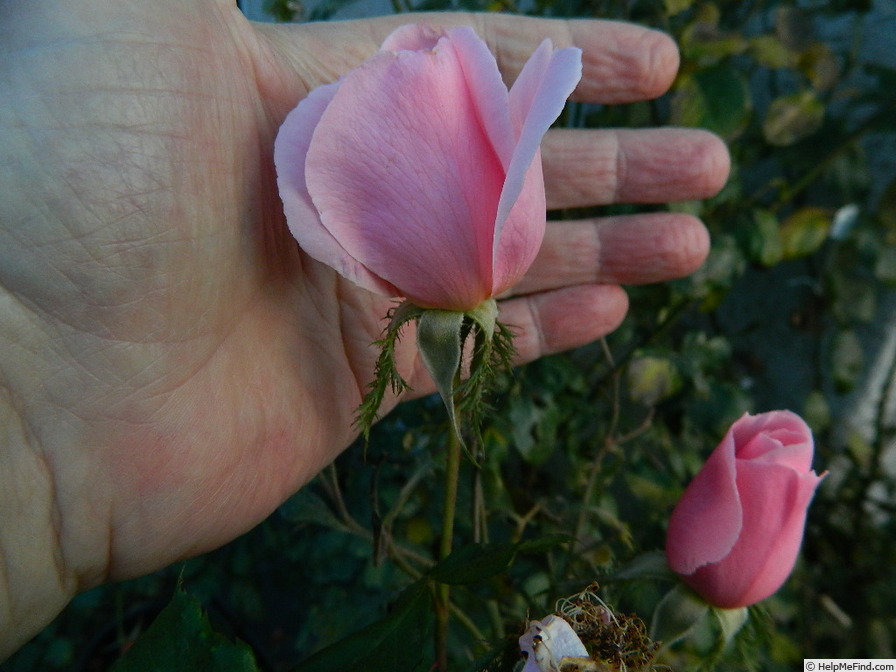 'Crested Abundance' rose photo