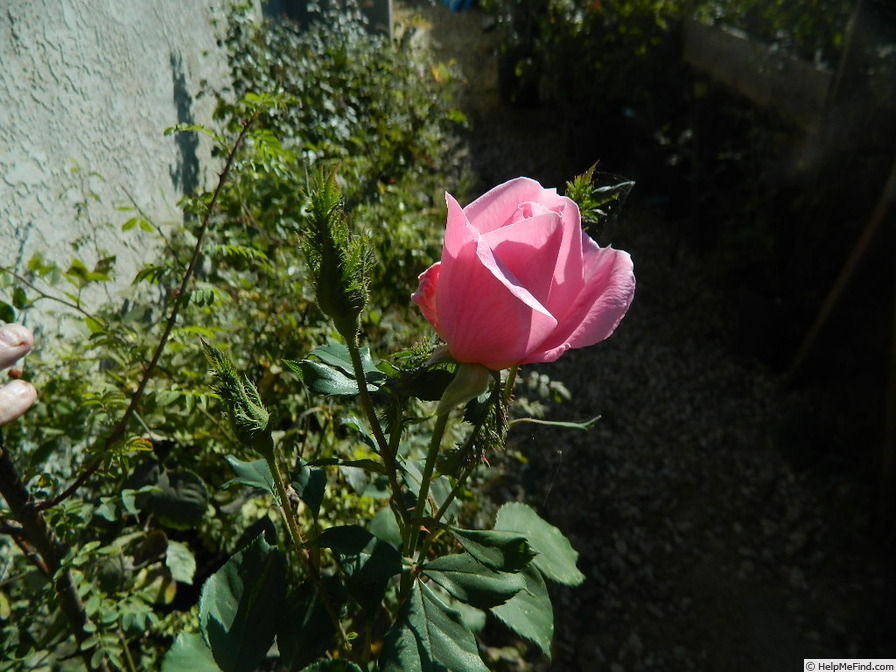 '4N-07' rose photo
