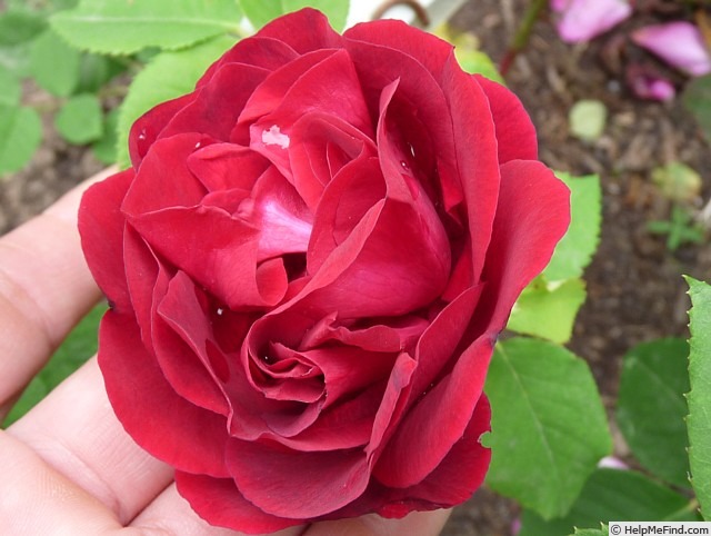 'Madame Lemesle' rose photo