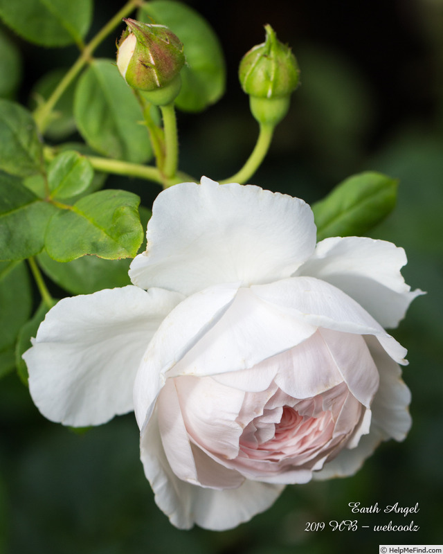 'Earth Angel' rose photo