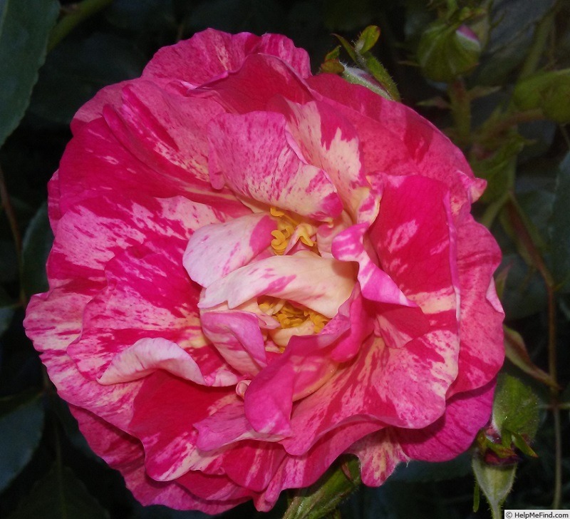 'Striped Dortmund' rose photo