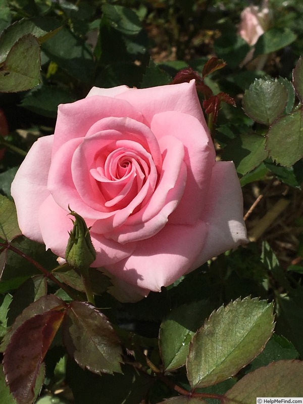 'Little Louise' rose photo