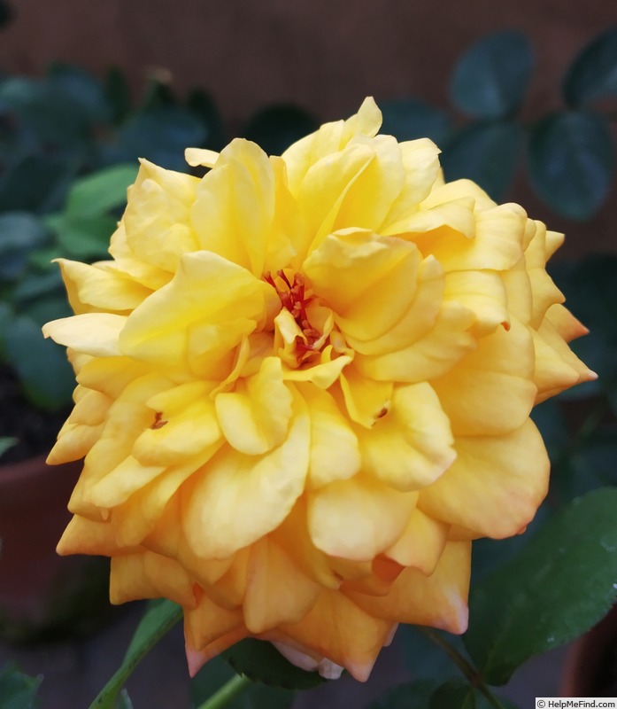 'Harrogate Rose' rose photo
