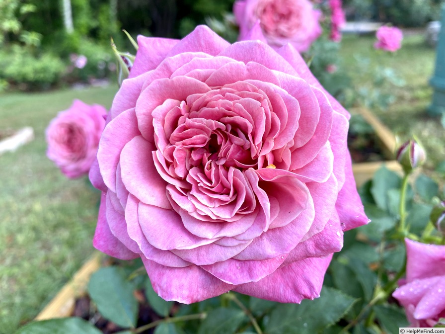 'Queen of Elegance ™' rose photo