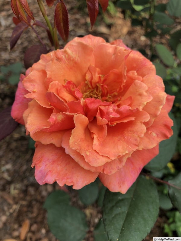 'Honeysweet' rose photo