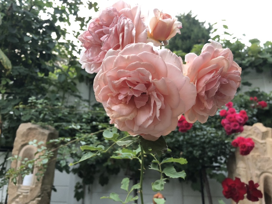 'Anni Berger' rose photo