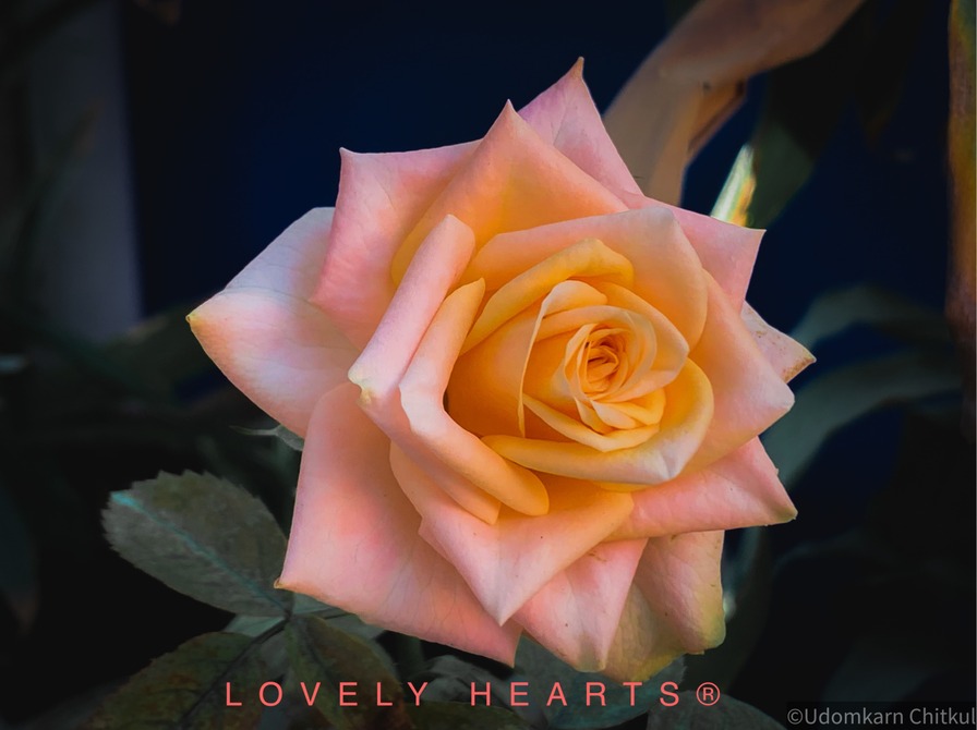 'Lovely Hearts ®' rose photo