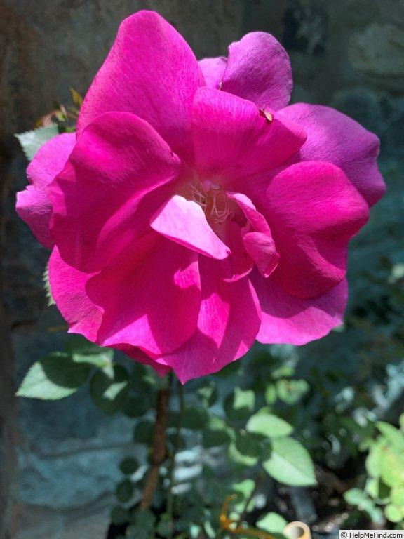 'VIRhirtula' rose photo