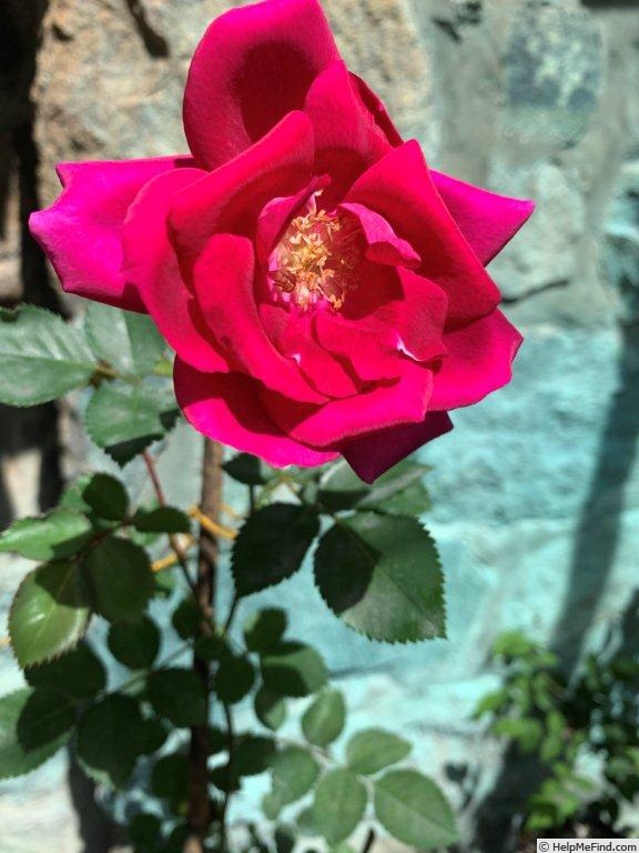 'VIRhirtula' rose photo