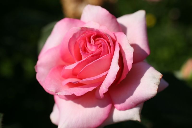 'Mengia' rose photo