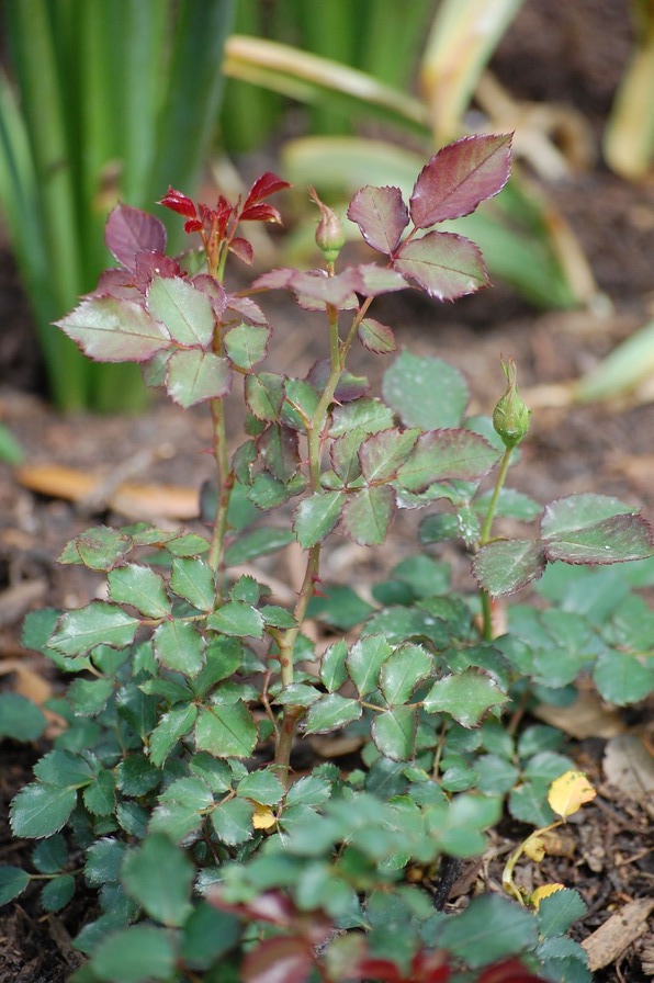 'Alrlington - 078076' rose, click to enlarge 'Alrlington - 078076' rose photo