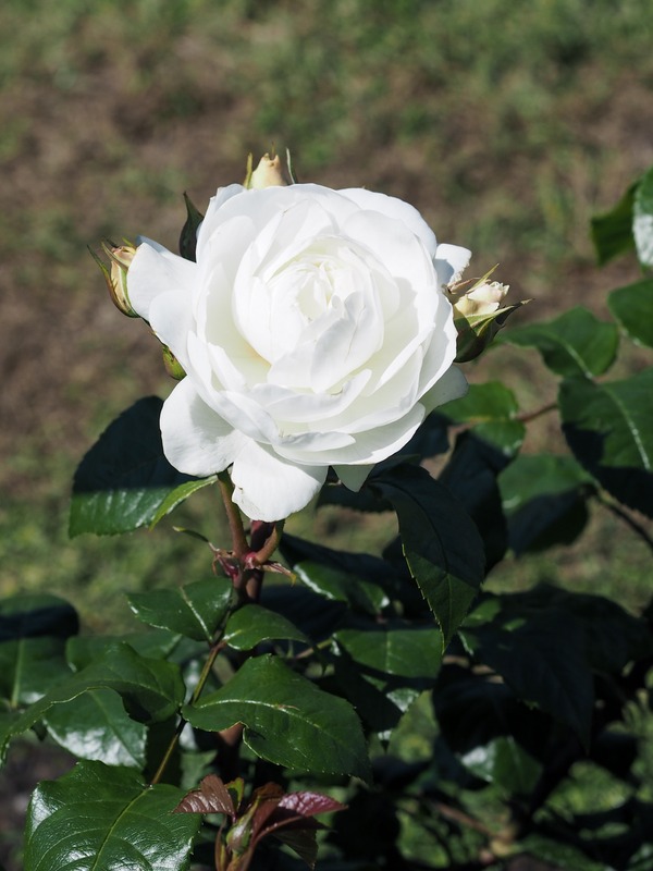 'Azay-le-Rideau ®' rose photo