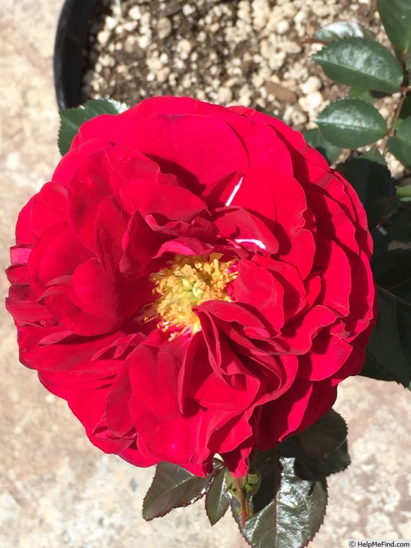 'Bordeaux (floribunda, Kordes, 2004)' rose photo