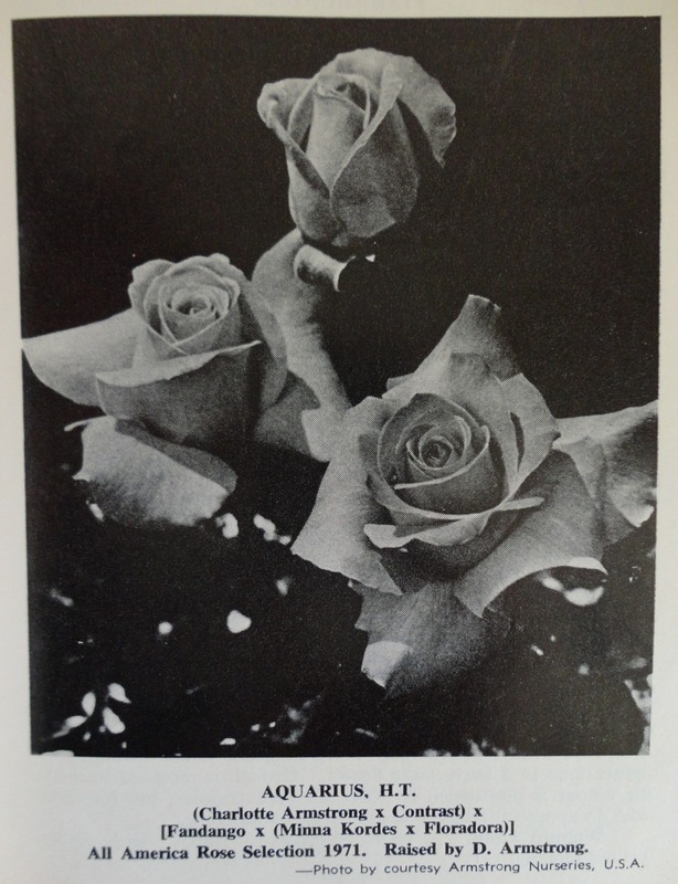 'Aquarius (grandiflora, Armstrong, 1970)' rose photo