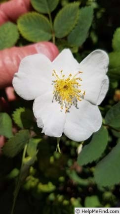 'Pepperfed' rose photo