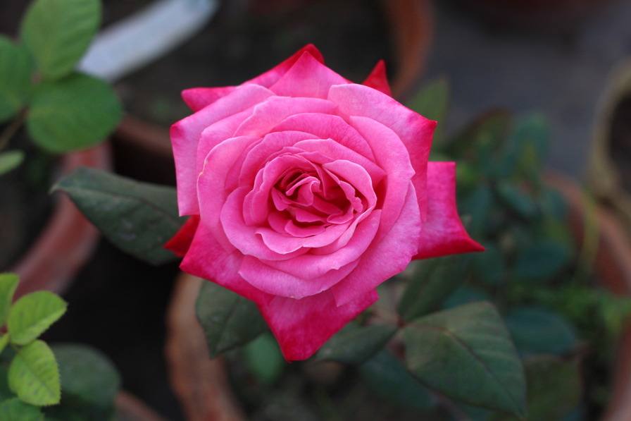 'Bahurupi' rose photo