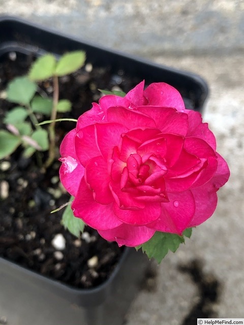 'QPS2' rose photo