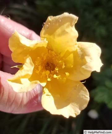 'Dippy Yellow' rose photo