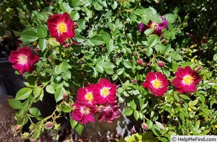 'MIBXASTRA' rose photo