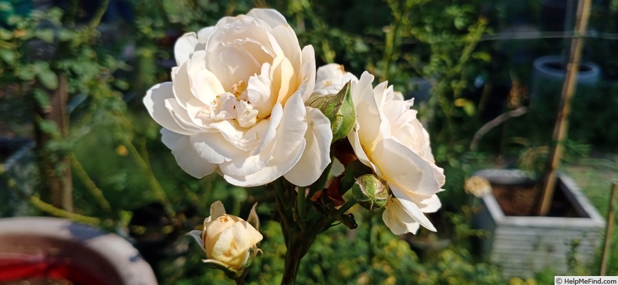 'The Shepherdess' rose photo