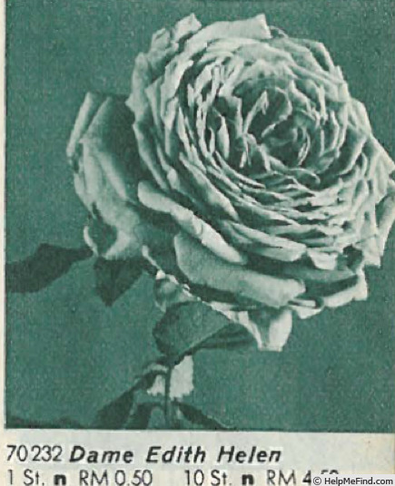 'Dame Edith Helen (Hybrid Tea, Dickson 1925)' rose photo