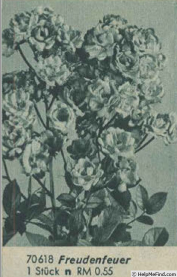 'Freudenfeuer (polyantha, Kiese, 1916)' rose photo