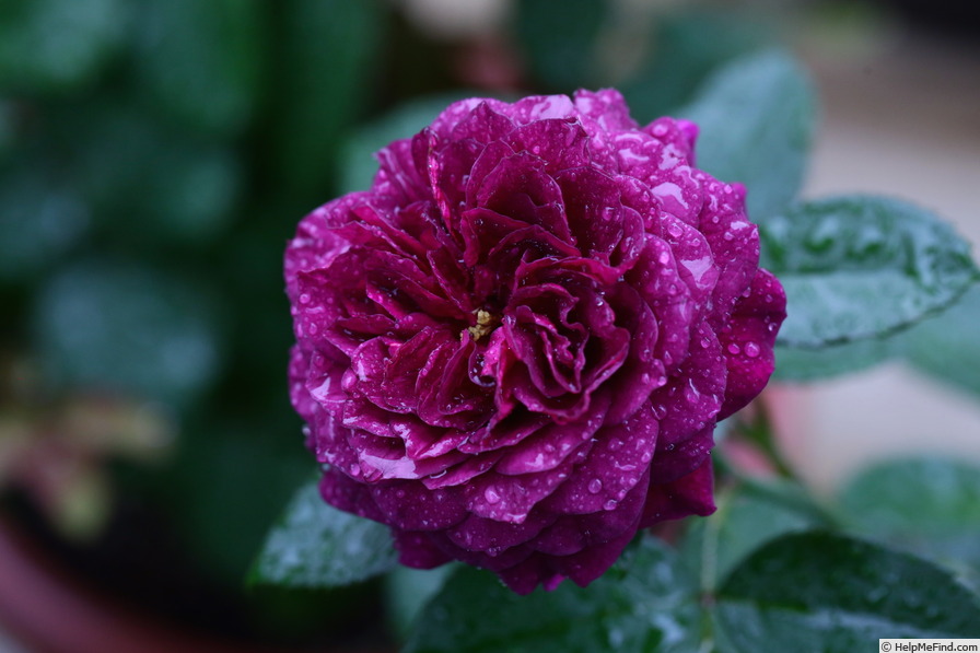 'Ebb Tide ™ (floribunda, Carruth 2001)' rose photo