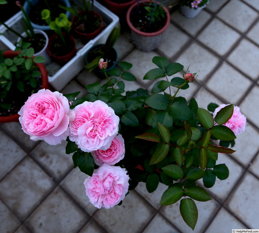 'Miranda (florists rose, Austin, 1997/2007)' rose photo